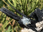 Natural Shiny Schorl Black Tourmaline With Aquamarine Crystal And Feldspar x 1 From Erongo, Namibia