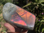 Polished Rare Purple Sunset Flash Labradorite Display Piece x 1 From Tulear, Madagascar