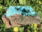 Natural Drusy Crystalline Coated Chrysocolla with Crystalline Malachite On Dolomite x 1 From Lupoto Mine, Congo