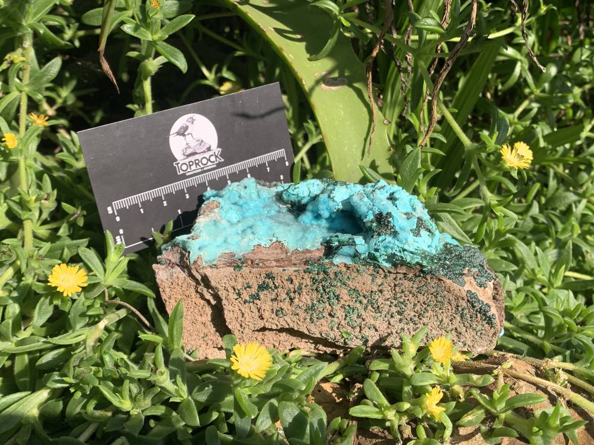 Natural Drusy Crystalline Coated Chrysocolla with Crystalline Malachite On Dolomite x 1 From Lupoto Mine, Congo