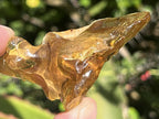 Natural Copal Amber "Frog" Specimen x 1 From Nosy Varika, Madagascar