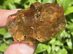 Natural Copal Amber "Frog" Specimen x 1 From Nosy Varika, Madagascar