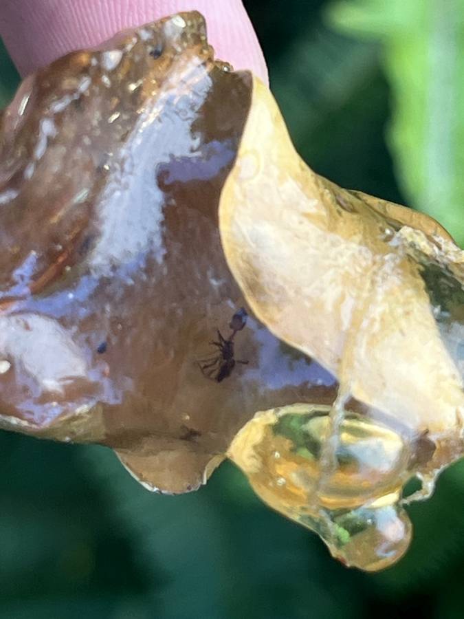 Natural Copal Amber "Frog" Specimen x 1 From Nosy Varika, Madagascar