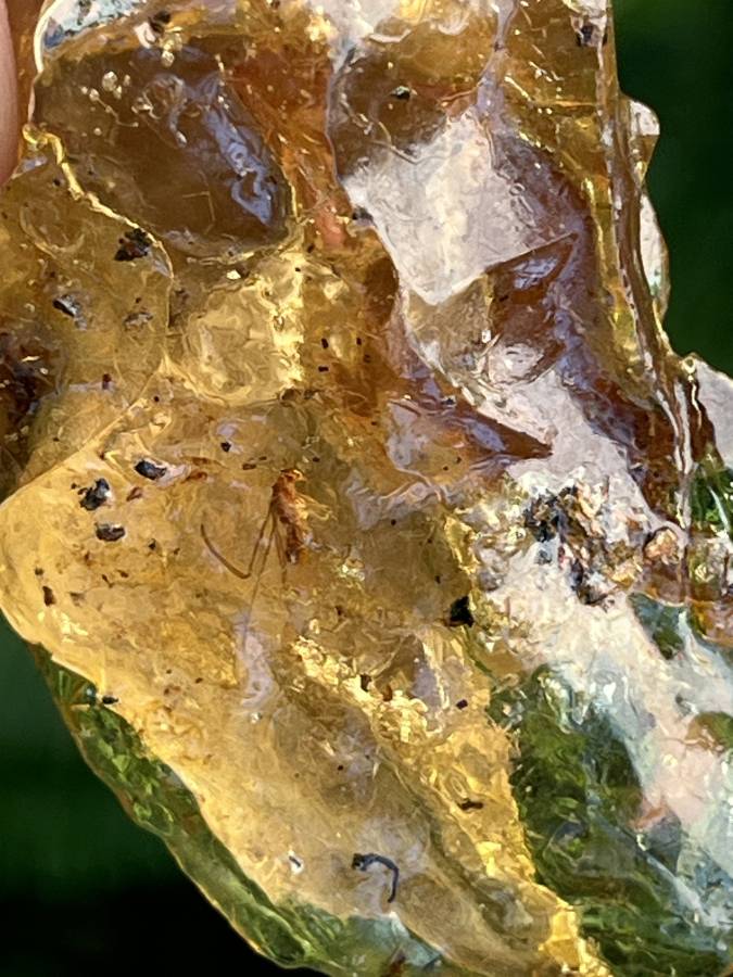 Natural Copal Amber "Frog" Specimen x 1 From Nosy Varika, Madagascar