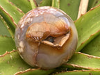 Polished Flower Agate Sphere x 1 From Antsahalova, Madagascar