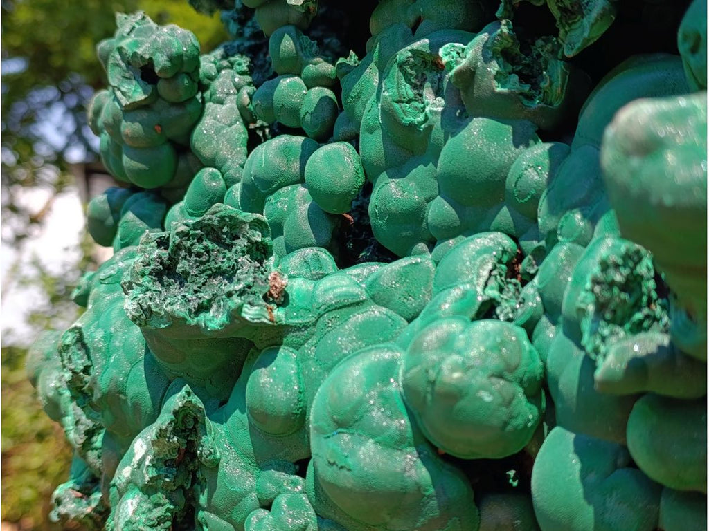 Natural XXXL Silky Malachite Rosette Specimen x 1 From Kasompe, Congo