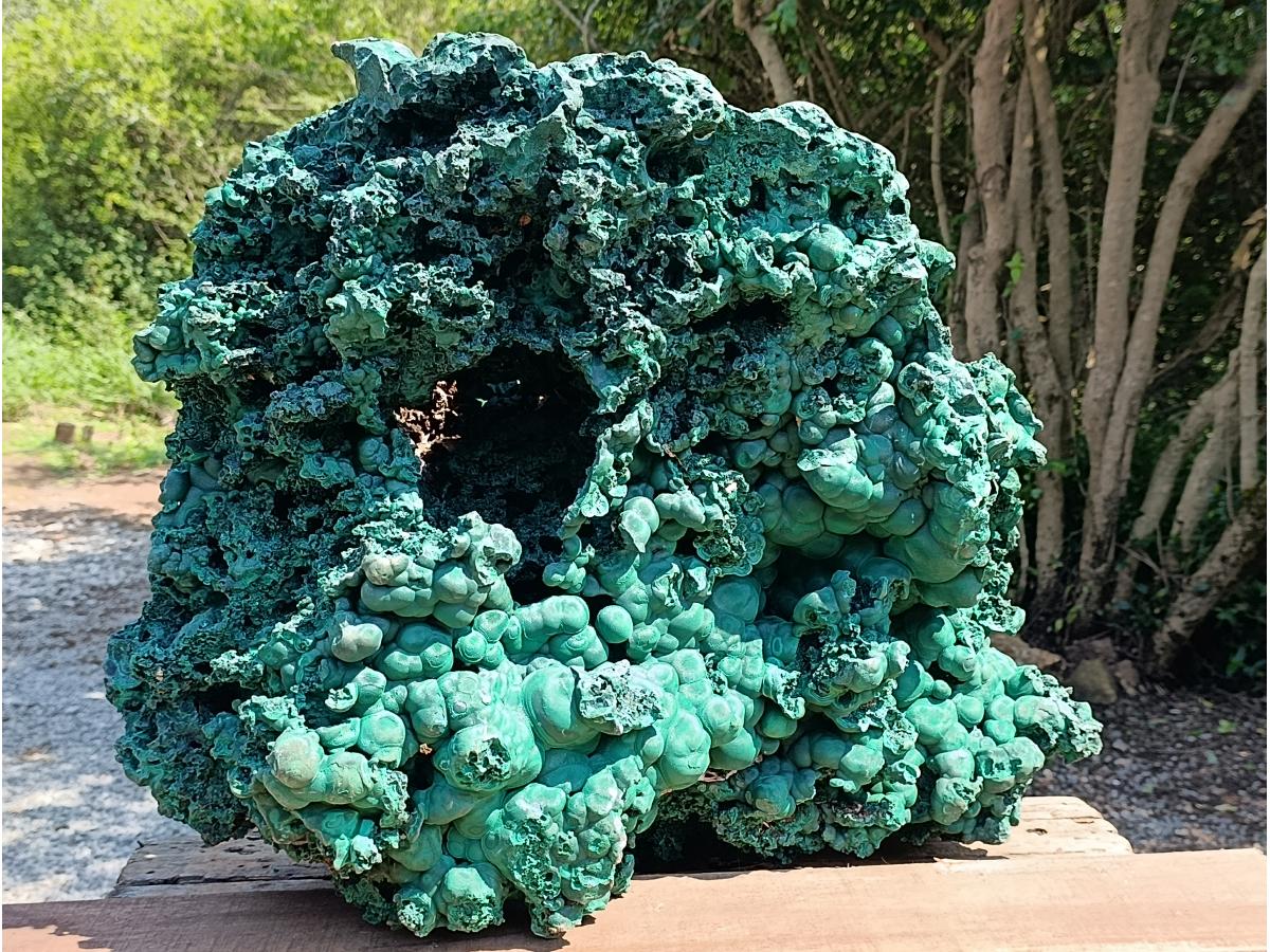 Natural XXXL Silky Malachite Rosette Specimen x 1 From Kasompe, Congo