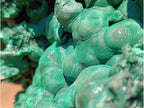 Natural XXXL Silky Malachite Rosette Specimen x 1 From Kasompe, Congo