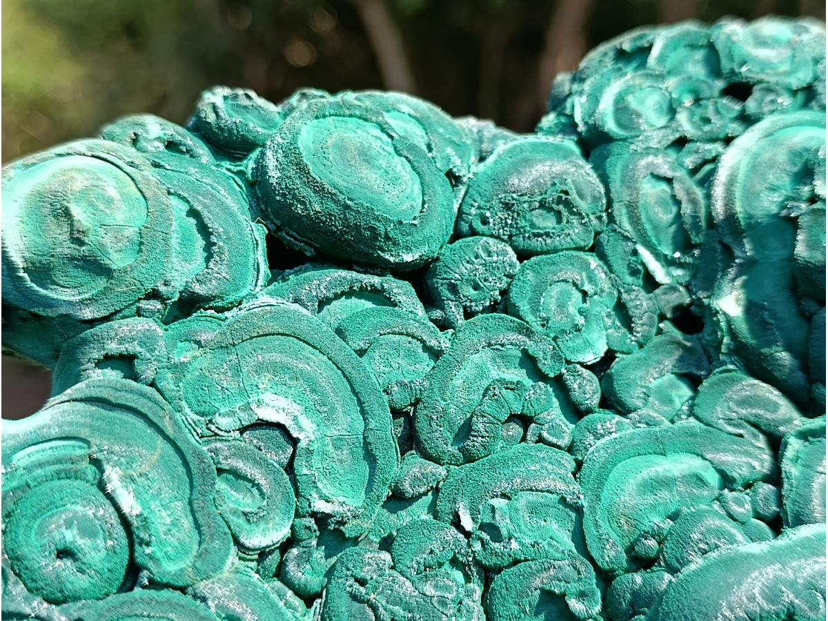 Natural XXXL Silky Malachite Rosette Specimen x 1 From Kasompe, Congo