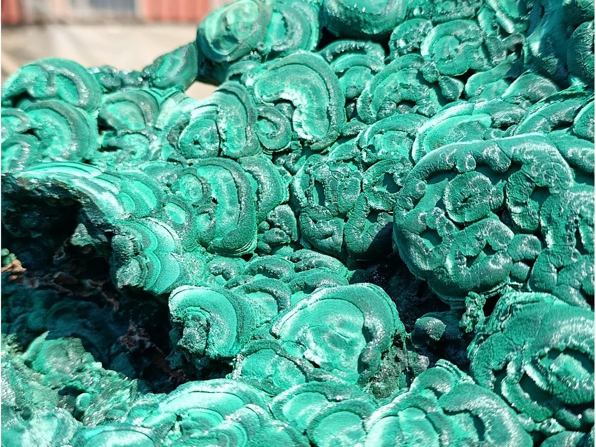 Natural XXXL Silky Malachite Rosette Specimen x 1 From Kasompe, Congo