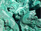 Natural XXXL Silky Malachite Rosette Specimen x 1 From Kasompe, Congo