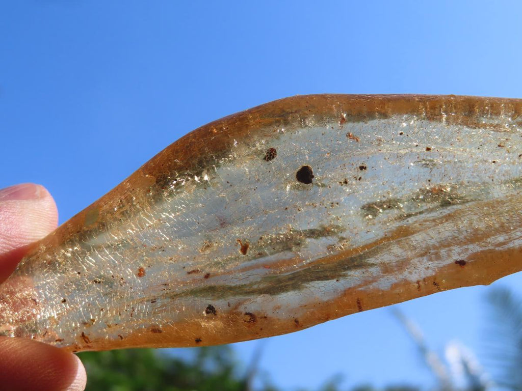Natural XL Fossil Copal Amber With Insects And Plant Matter x 1 From Nosy Varika, Madagascar
