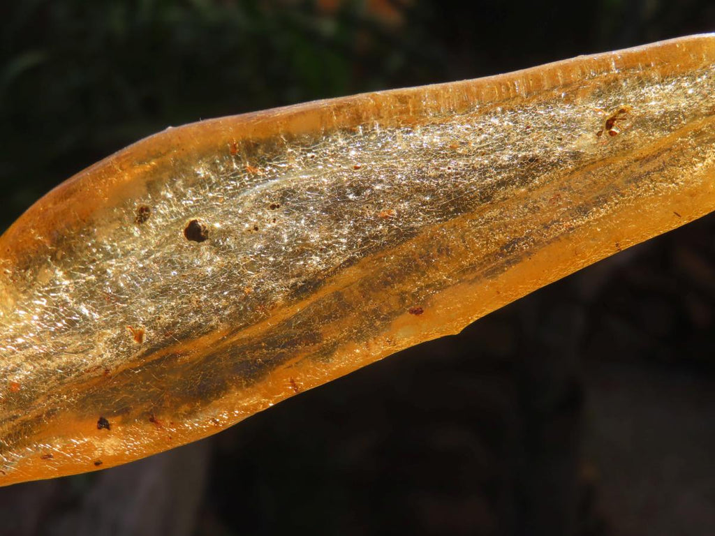 Natural XL Fossil Copal Amber With Insects And Plant Matter x 1 From Nosy Varika, Madagascar