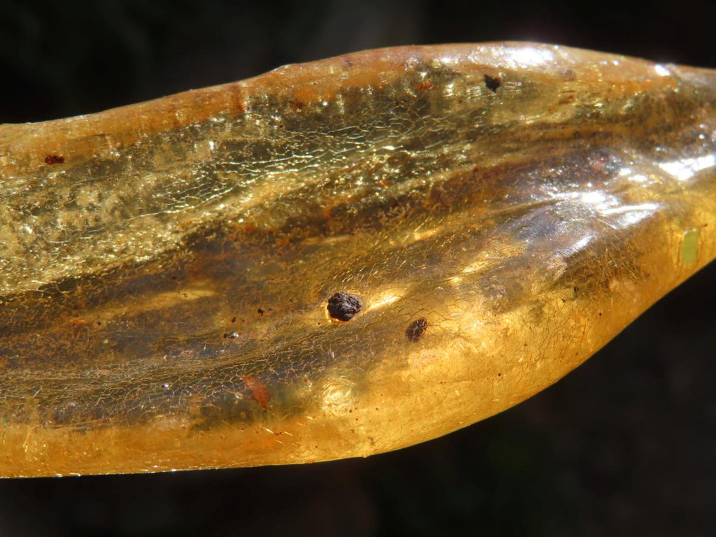 Natural XL Fossil Copal Amber With Insects And Plant Matter x 1 From Nosy Varika, Madagascar