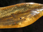 Natural XL Fossil Copal Amber With Insects And Plant Matter x 1 From Nosy Varika, Madagascar
