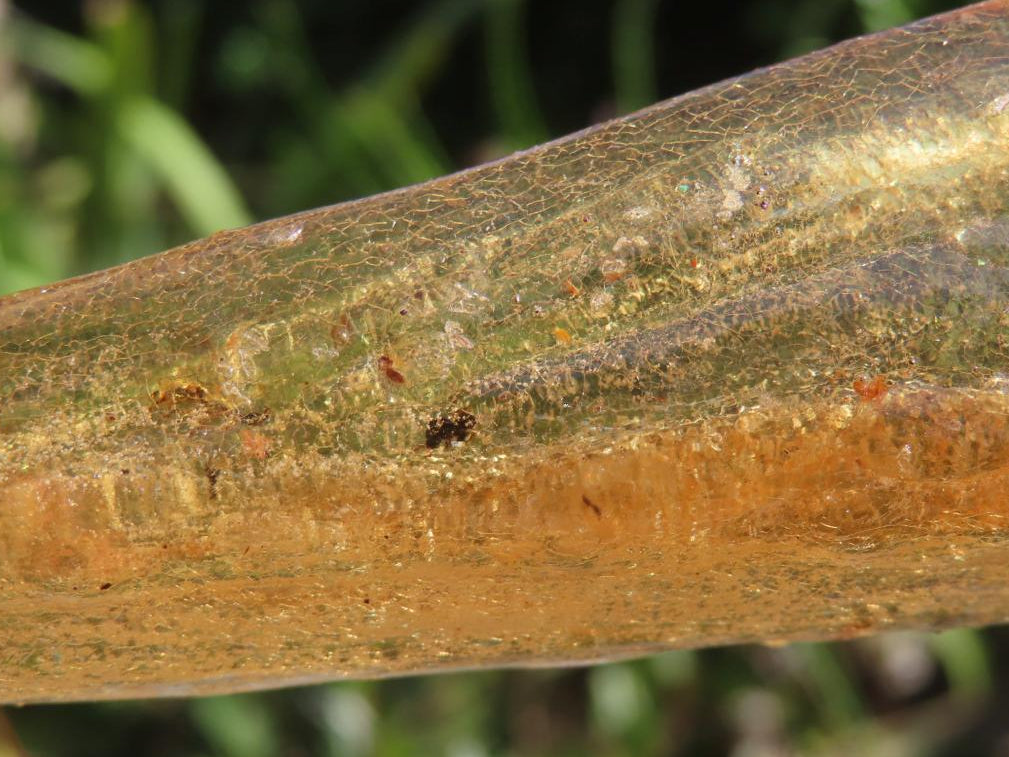 Natural XL Fossil Copal Amber With Insects And Plant Matter x 1 From Nosy Varika, Madagascar