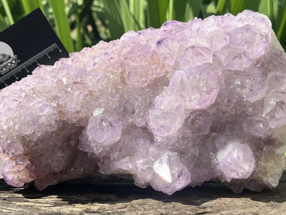 Natural Sunburst Amethyst Spirit Cluster Plate x 1 From Boekenhouthoek, South Africa