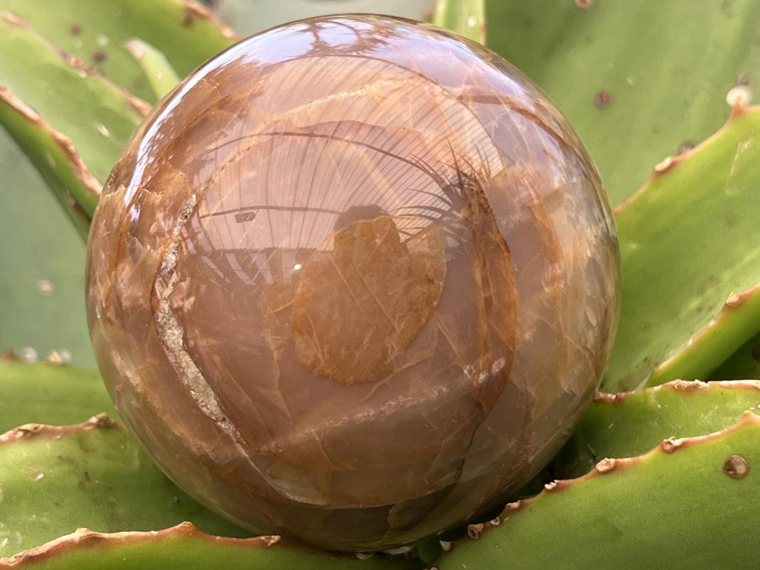 Polished Chatoyant Peach Moonstone Sphere x 1 From Madagascar