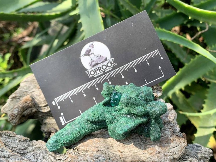 Natural Dioptase on Malachite After Azurite Crystalline Pseudomorph Crystal Pockets x 1 From Likasi, Congo