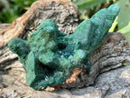 Natural Dioptase on Malachite After Azurite Crystalline Pseudomorph Crystal Pockets x 1 From Likasi, Congo