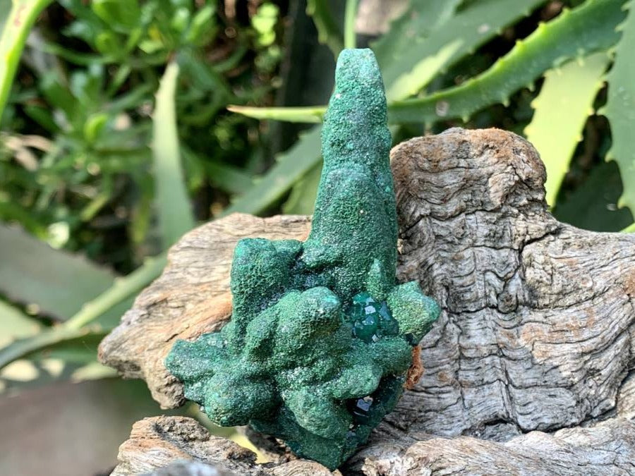Natural Dioptase on Malachite After Azurite Crystalline Pseudomorph Crystal Pockets x 1 From Likasi, Congo