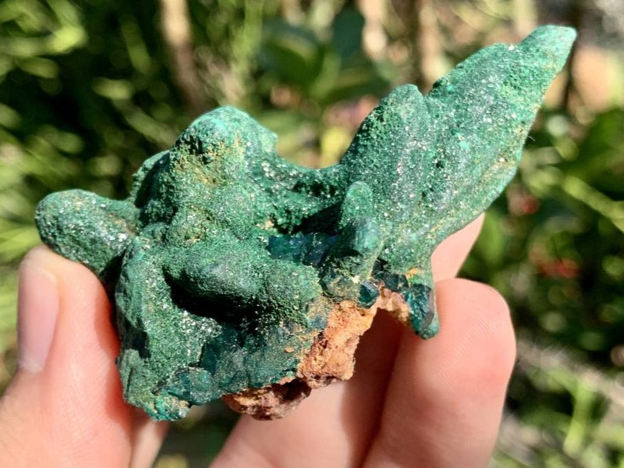 Natural Dioptase on Malachite After Azurite Crystalline Pseudomorph Crystal Pockets x 1 From Likasi, Congo