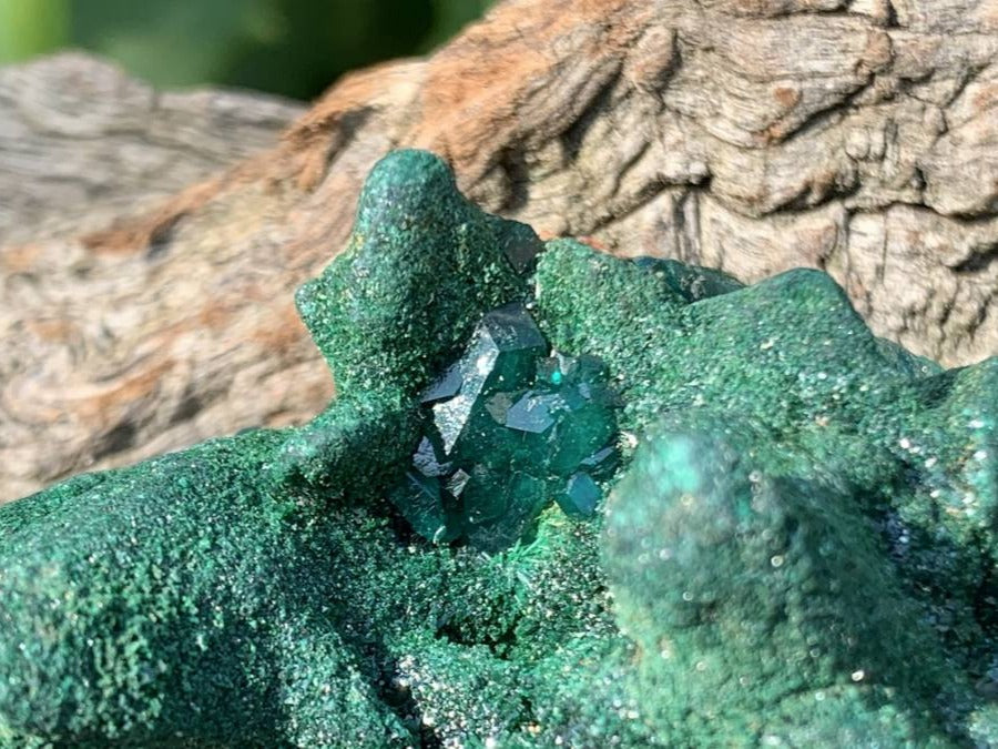 Natural Dioptase on Malachite After Azurite Crystalline Pseudomorph Crystal Pockets x 1 From Likasi, Congo