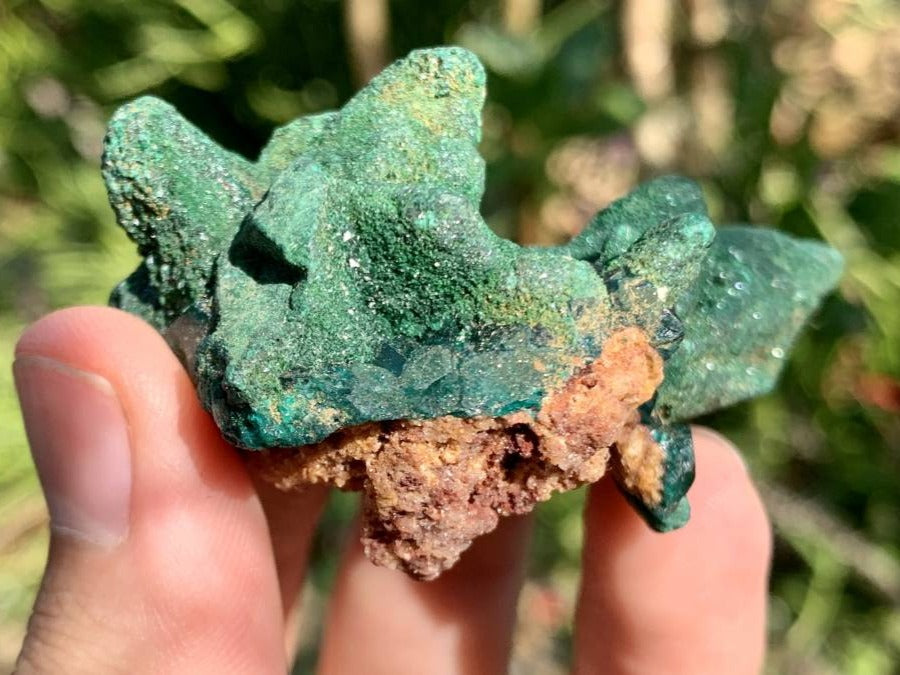 Natural Dioptase on Malachite After Azurite Crystalline Pseudomorph Crystal Pockets x 1 From Likasi, Congo