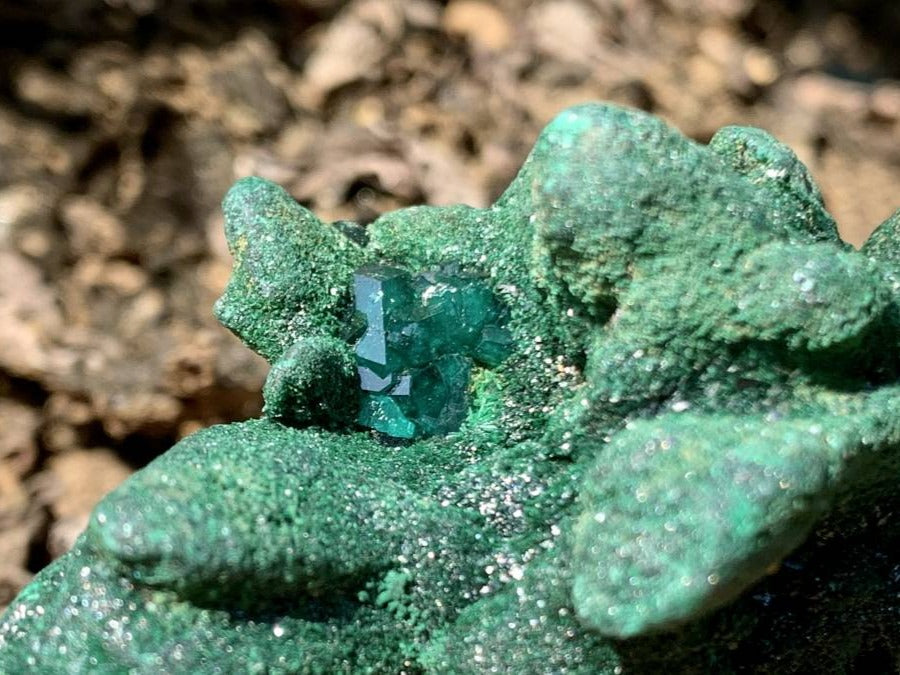 Natural Dioptase on Malachite After Azurite Crystalline Pseudomorph Crystal Pockets x 1 From Likasi, Congo
