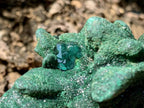 Natural Dioptase on Malachite After Azurite Crystalline Pseudomorph Crystal Pockets x 1 From Likasi, Congo