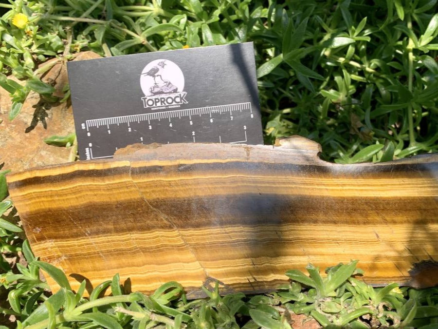 Polished On One Side Golden Tigers Eye Slab x 1 From Prieska, South Africa