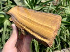 Polished On One Side Golden Tigers Eye Slab x 1 From Prieska, South Africa