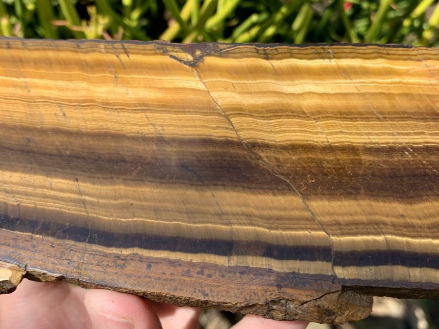 Polished On One Side Golden Tigers Eye Slab x 1 From Prieska, South Africa