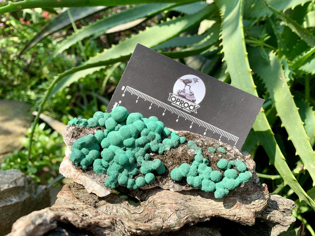 Natural Ball Malachite on Drusy Crystalline Dolomite Matrix Specimen x 1 From Kambove, Congo