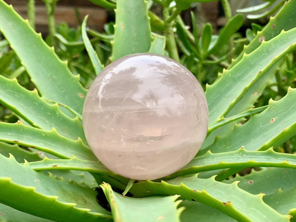 Polished Gemmy Star Rose Quartz Sphere x 1 From Ambatondrazaka, Madagascar