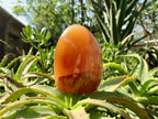 Polished Crystalline Geode Centered Carnelian Standing Free Form x 1 From Madagascar
