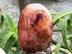 Polished Carnelian Standing Free Form x 1 From Madagascar