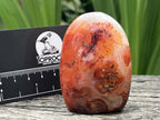 Polished Carnelian Standing Free Form x 1 From Madagascar