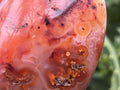 Polished Carnelian Standing Free Form x 1 From Madagascar
