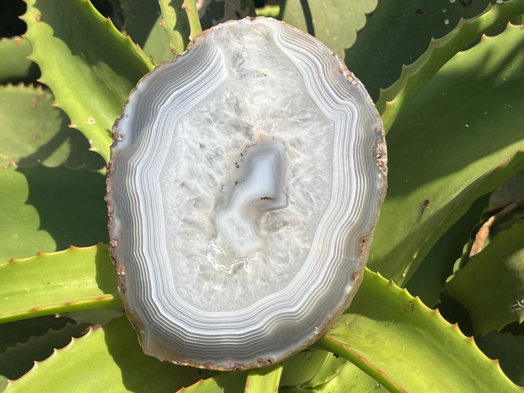 Polished Banded Agate Slice x 1 From Madagascar
