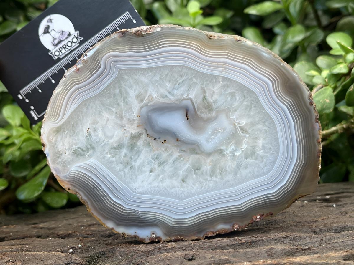 Polished Banded Agate Slice x 1 From Madagascar