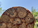 Hand Made Conglomerate Fossil Ammonite Plaque x 1 From Madagascar