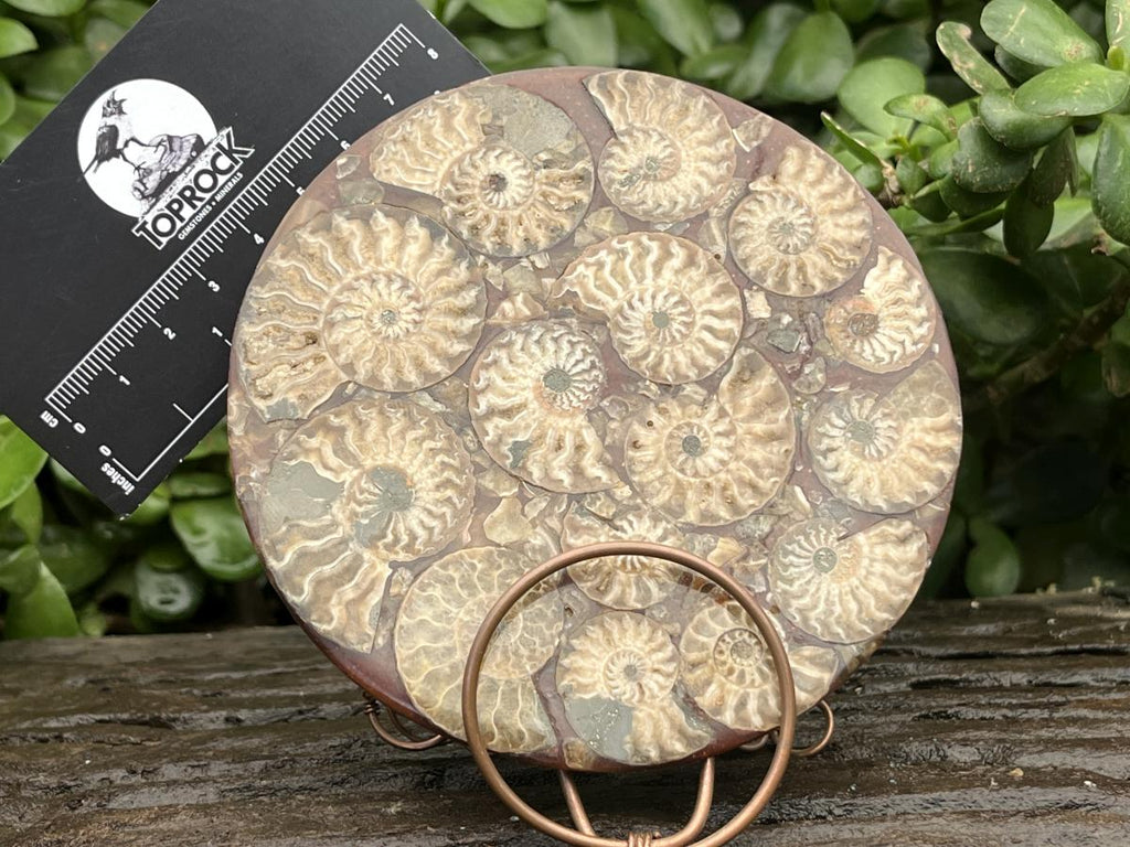 Hand Made Conglomerate Fossil Ammonite Plaque x 1 From Madagascar