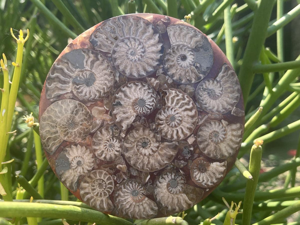 Hand Made Conglomerate Fossil Ammonite Plaque x 1 From Madagascar