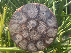 Hand Made Conglomerate Fossil Ammonite Plaque x 1 From Madagascar