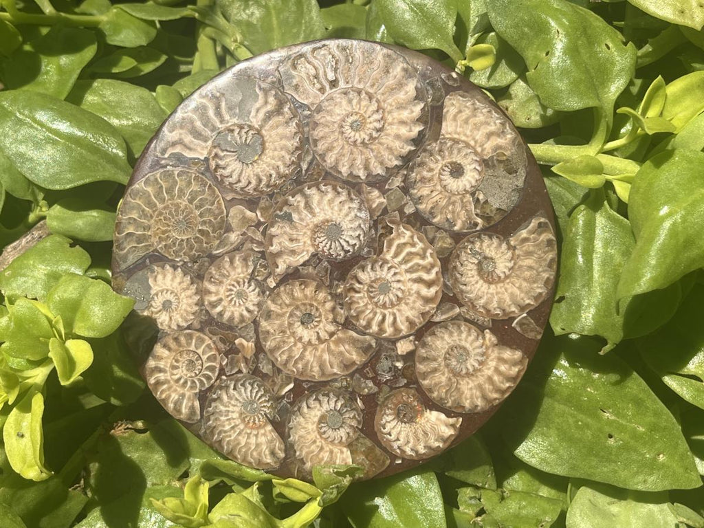 Hand Made Conglomerate Fossil Ammonite Plaque x 1 From Madagascar