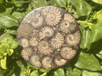 Hand Made Conglomerate Fossil Ammonite Plaque x 1 From Madagascar