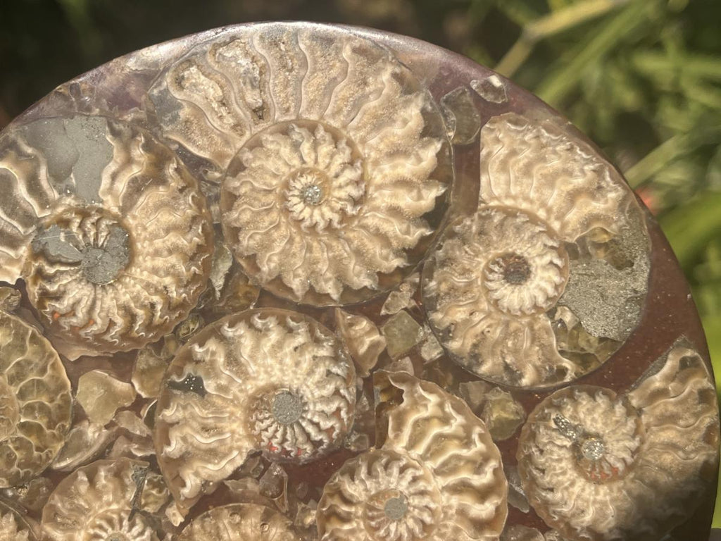 Hand Made Conglomerate Fossil Ammonite Plaque x 1 From Madagascar