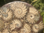 Hand Made Conglomerate Fossil Ammonite Plaque x 1 From Madagascar