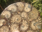 Hand Made Conglomerate Fossil Ammonite Plaque x 1 From Madagascar